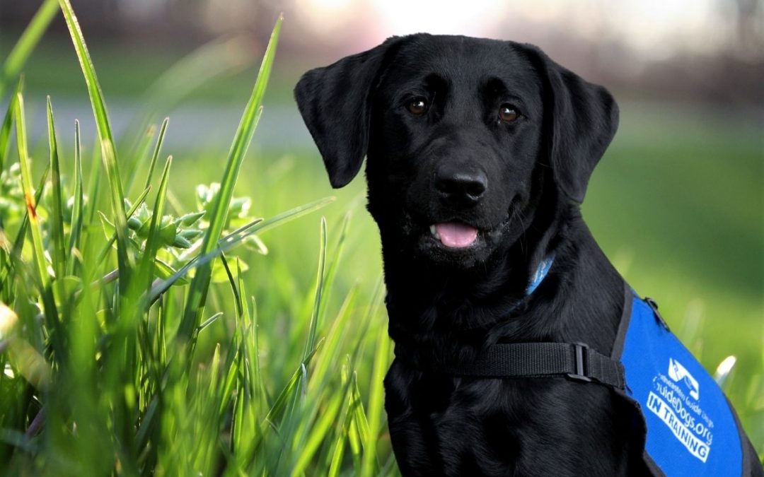 Meet Ida, Guide Dog in Training