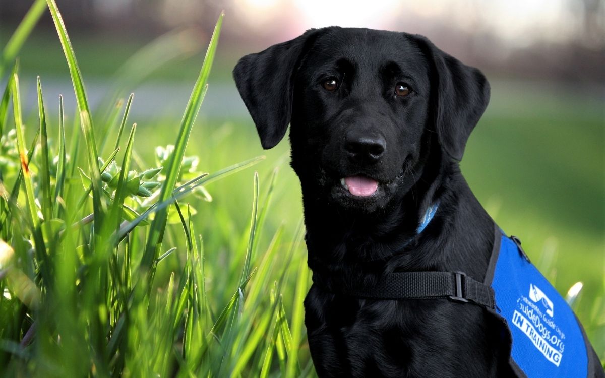 Meet Ida, Guide Dog in Training | Herrera Psychology